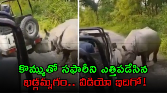 Rhino flips safari jeep in Manas National Park Assam video