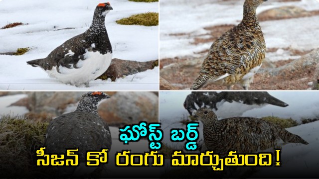 Ghost Bird White tailed Ptarmigans Amazing Seasonal Camouflage