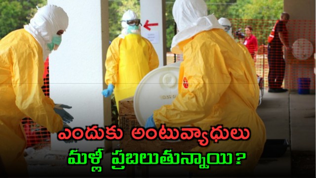 Why are Infectious Diseases Like Hantavirus and Ebola Resurging