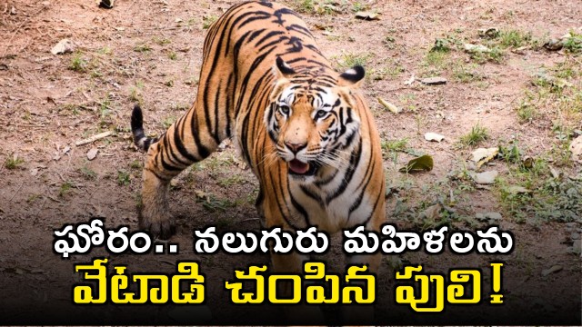 Chandrapur Tiger Attack Four Women Killed in Maharashtra Forest