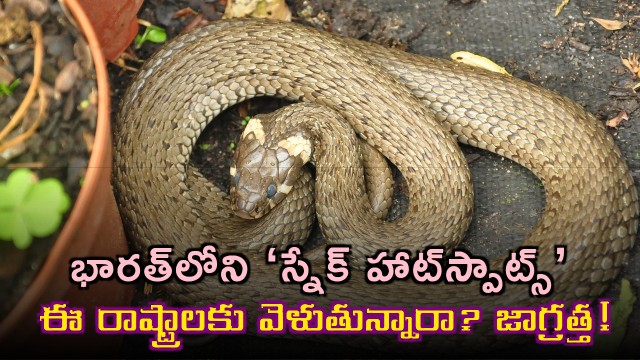 Snake Hotspots India Travel Advisory