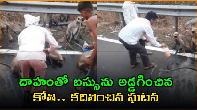 Thirsty monkey stops bus in Vidarbha seeking water