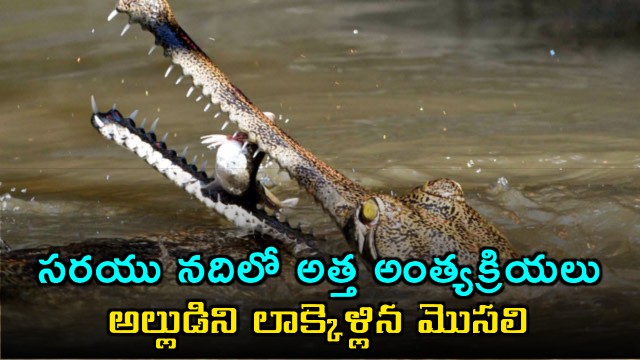 Crocodile attack in Sarayu River Man missing after funeral