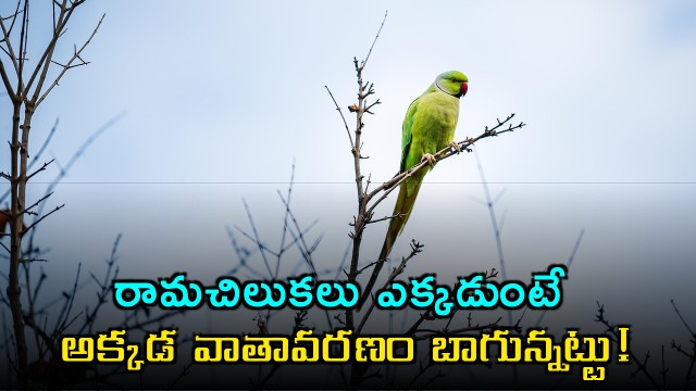 Parrots Indicate Good Environment A Positive Sign