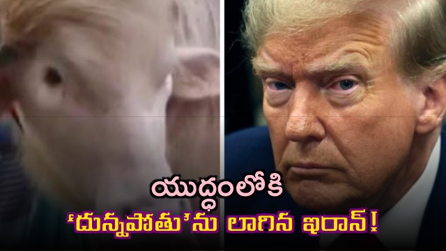 Iran mocks Trump with buffalo video amid US tensions