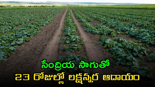 Akhilesh Mauryas ITI to organic farming success story