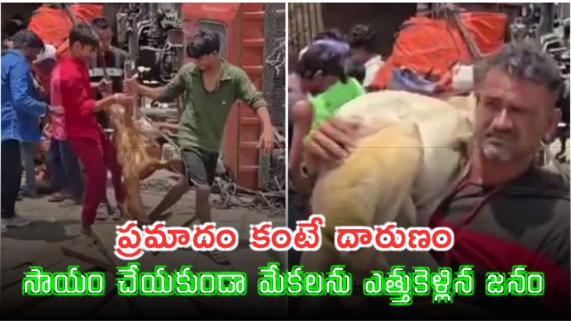 Kaushambi Road Accident Goats Stolen After Lorry Overturns