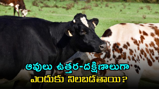 Cows stand north south Why the mystery persists