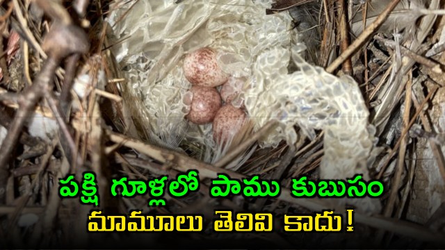 Birds Use Snake Skin in Nests for Protection