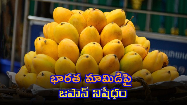 Indian Mango Exports Banned by Japan After 20 Years