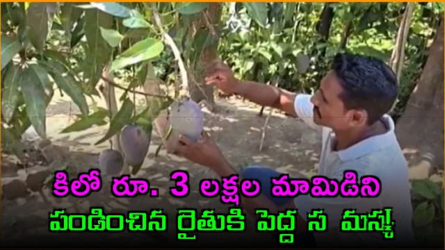 Odisha Farmer Grows Worlds Most Expensive Mango But Now He Has A Big Problem