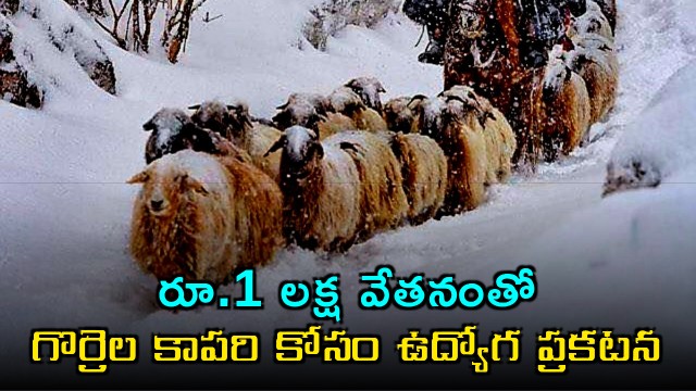 Job ad for shepherds goes viral in China