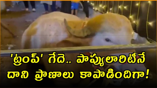 Trump Buffalo Rescued Transferred to Bangladesh National Zoo
