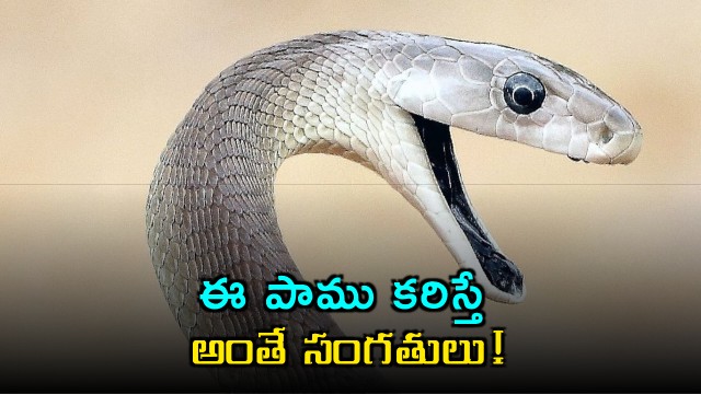 Black Mamba Snake Bite Can Be Fatal