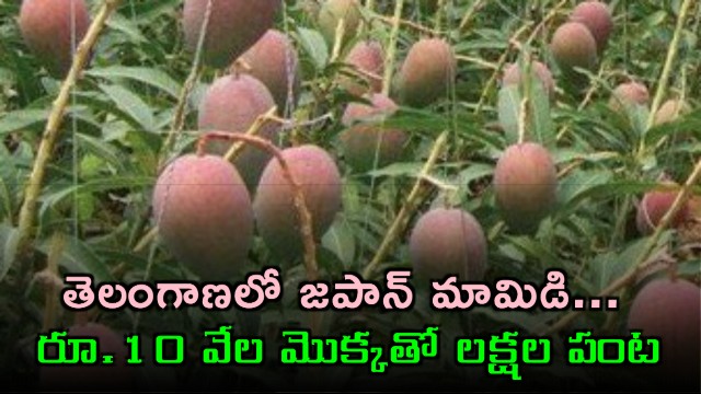 Telangana Doctor Cultivates Rare Miyazaki Mangoes