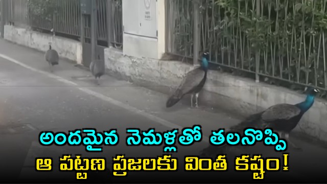 Punta Marina Peacock Problem in Italian Town
