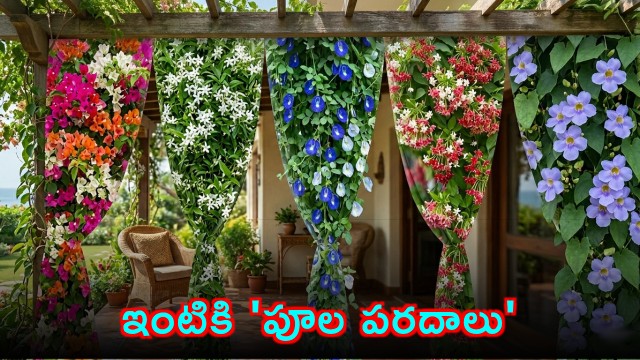 Bougainvillea Flower Vines for Natural Home Privacy