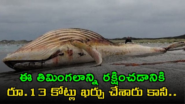 Timmy the whales carcass is dragged on to beach ahead of autopsy