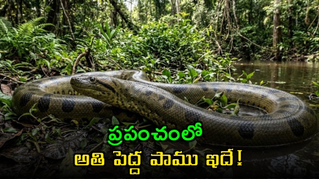 Green Anaconda the big snake