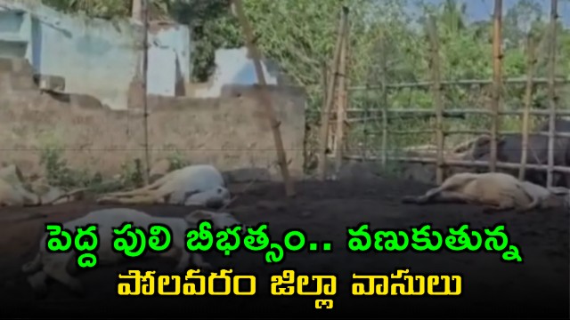 Tiger kills 14 calves in Polavaram District