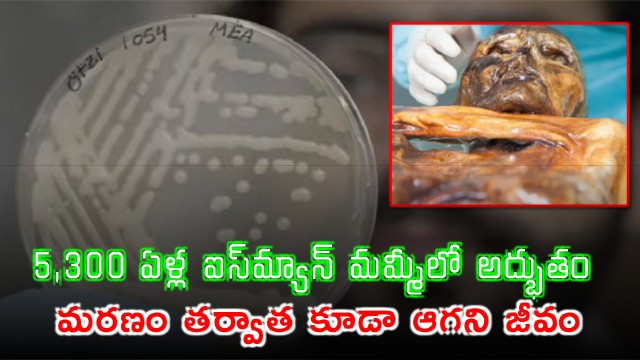 Alive After 5300 Years Shocking Living Organism Found Growing Inside Mummy