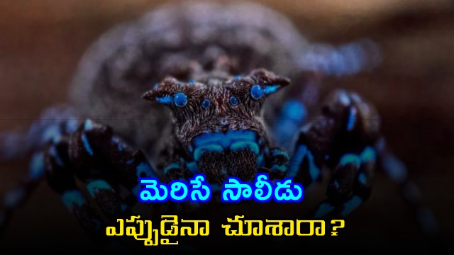 Fluorescent spider among incredible discoveries in Angola