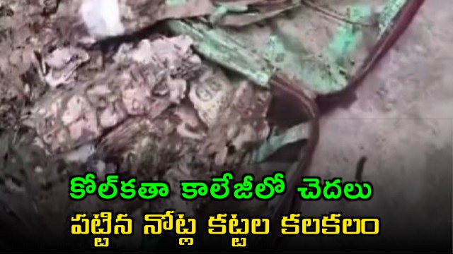 Termite Infested Cash Found In Kolkata College