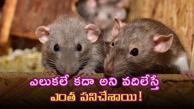 Rats shows severe effect on Lord Howe Island