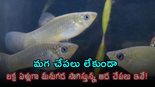 fish species survived 100000 years without males