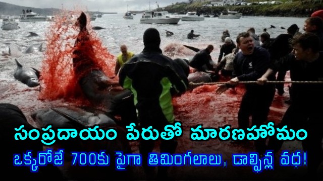 Over 700 Whales and Dolphins Killed in Single Day in Faroe Islands Hunt
