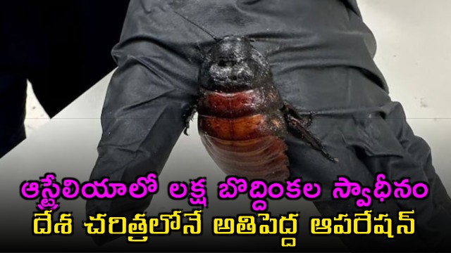 Australia Seizes One Lakh Cockroaches In Biggest Operation In History