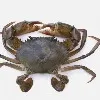 MPEDA RGCAs mud crab hatchery tech grants patent