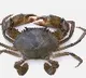 MPEDA RGCAs  mud crab hatchery tech grants patent
