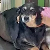 Obese dog undergoes weight loss surgery in Pune
