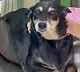 Obese dog undergoes weight loss surgery in Pune