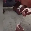 Man saved a snake life by giving breath to it