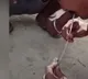 Man saved a snake life by giving breath to it