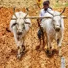 Rythu Bandhu continues in Telangana