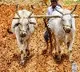 Rythu Bandhu continues in Telangana
