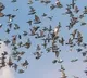 Ten thousand pigeons missing in Britain