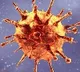 Huge decline in AP Corona positive cases number
