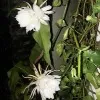 Brahma Kamalams in Hyderabad