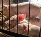 Hundreds attack pig vehicle in Visakhapatnam district