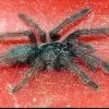 Live spiders inside a parcel