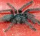 Live spiders inside a parcel