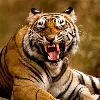 American zoo is vaccinating animals