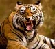 American zoo is vaccinating animals
