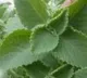Centre warns states return Ajwain leaves imported from Chile