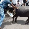 Buffalo Brought To Protest Site Goes On The Rampage