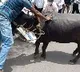 Buffalo Brought To Protest Site Goes On The Rampage
